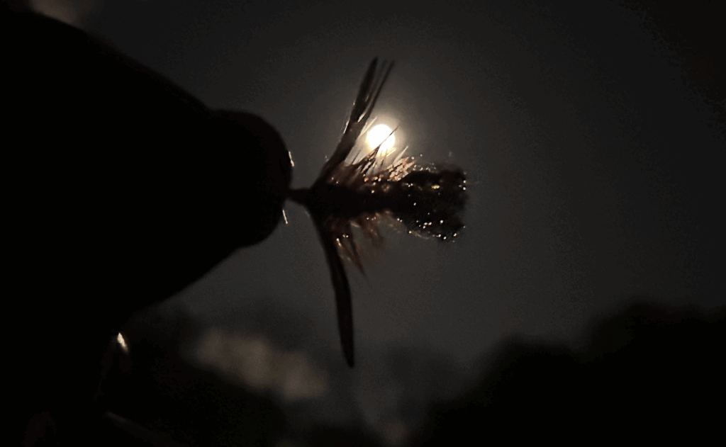Harvey pusher fly